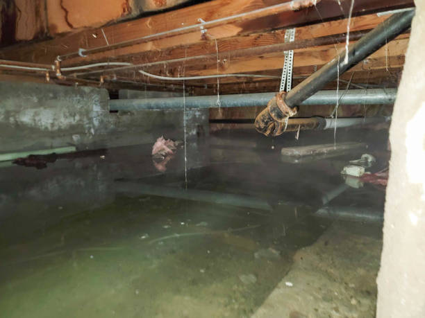 Best Sewage cleanup and water damage restoration  in West Carthage, NY